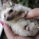 Illustration for article titled It's Official: Everybody Wants a Hedgehog